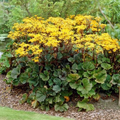 (Kruiskruid) Ligularia dentata 'Othello'