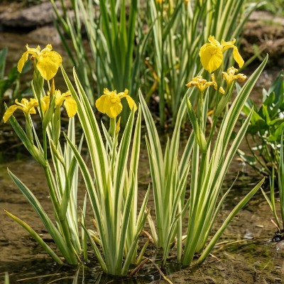 (Lis) Iris pseudacorus 'Variegata'