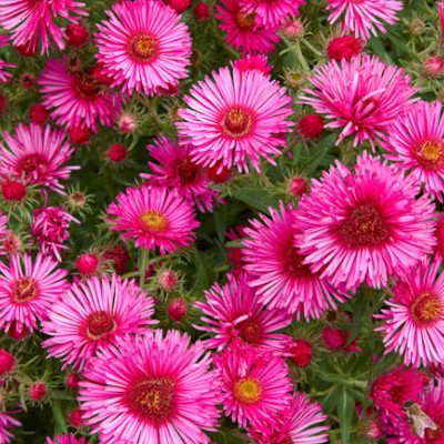 (Aster) Aster Royal Ruby