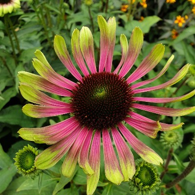 (Zonnehoed) Echinacea purpurea 'Green Twister'