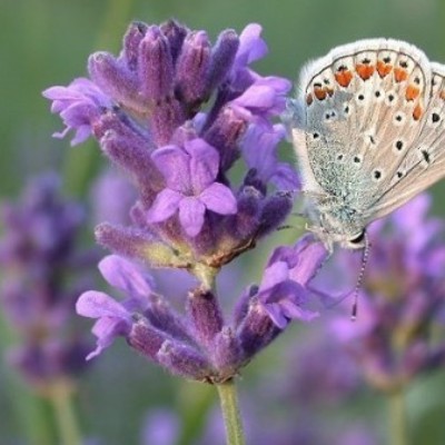(Lavendel) Lavandula angustifolia 'Munstead Strain'