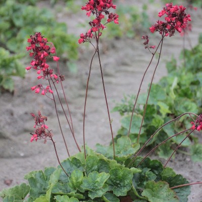 (Purperklokje) Heuchera sanguinea 'Leuchtkäfer'