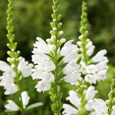 (Scharnierbloemen) Physostegia virginiana 'Alba'