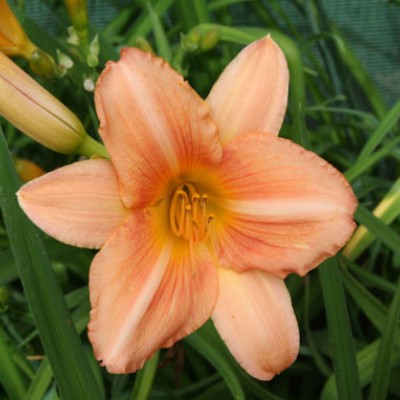 (Daglelie) Hemerocallis Fair Annet