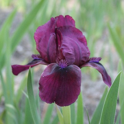 (Lis) Iris Pumila Pastel Charm