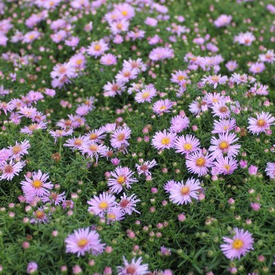 (Aster) Aster Kassel