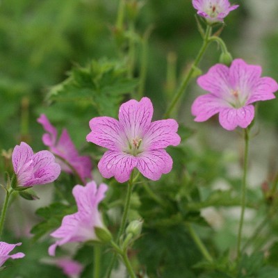 (Ooievaarsbek) Geranium Claridge Druce