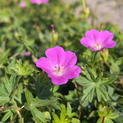 (Ooievaarsbek) Geranium Ankum's Pride