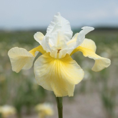 (Lis) Iris Sibirica Summer Revels