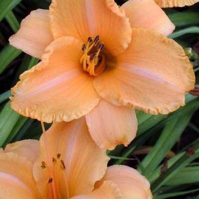 (Daglelie) Hemerocallis Ruffled Apricot