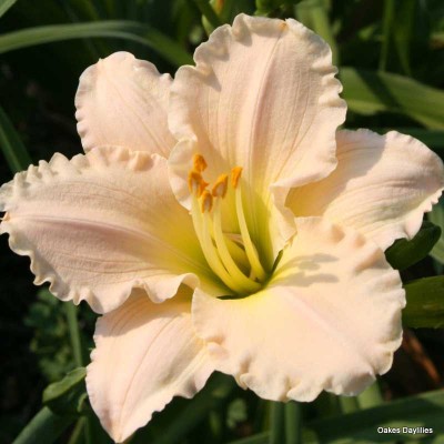(Daglelie) Hemerocallis Lullaby Baby