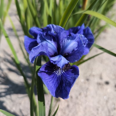 (Lis) Iris Sibirica Cote d'Azure