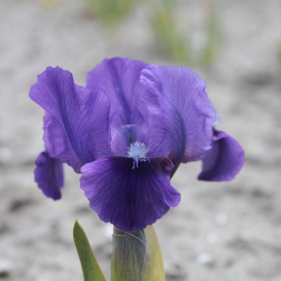 (Lis) Iris Pumila Truly