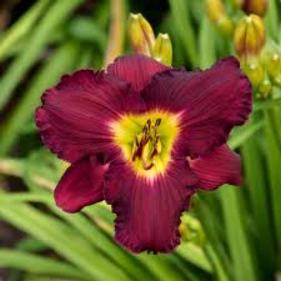 (Daglelie) Hemerocallis Nosferatu