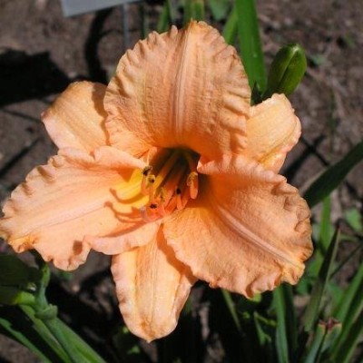 (Daglelie) Hemerocallis Naomi Ruth