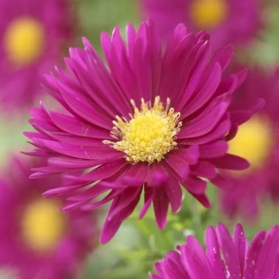 (Aster) Aster Crimson Brocade