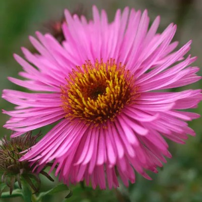 (Aster) Aster Barr's Pink