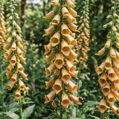 (Vingerhoedskruid) Digitalis ferruginea 'Gelber Herold'
