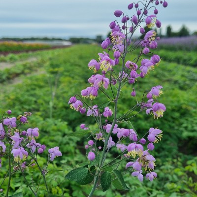 (Thalictrum) Thalictrum delavayi