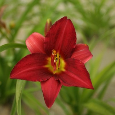 (Daglelie) Hemerocallis Dark Avenger