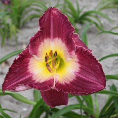 (Daglelie) Hemerocallis Malaysian Monarch
