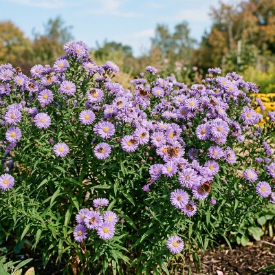 (Aster) Aster Pride of Colwall