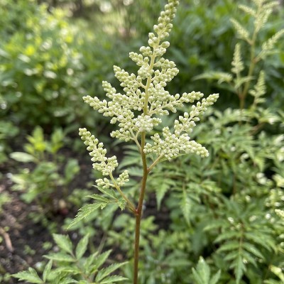 (Pluimspirea) Astilbe Prof. van der Wielen