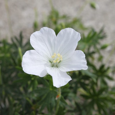 (Ooievaarsbek) Geranium sanguineum album