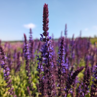 (Salie) Salvia nemorosa 'Blaukönigin'