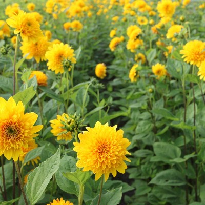 (Zonnebloem) Helianthus decapetalus 'Loddon Gold'