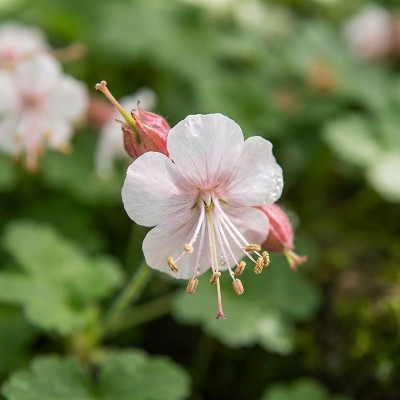 (Ooievaarsbek) Geranium macrorrhizum 'Spessart'