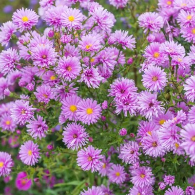 (Aster) Aster Patricia Ballard