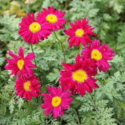 (Wormkruid) Tanacetum coccineum 'Robinson's Red'