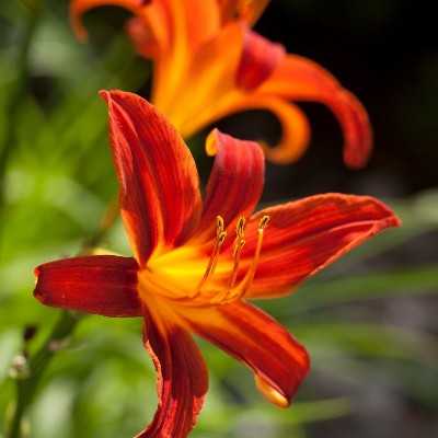(Daglelie) Hemerocallis Sammy Russell