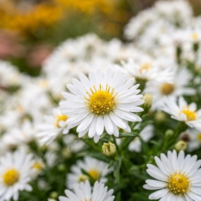 (Aster) Aster dumosus 'Apollo'
