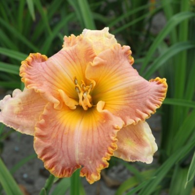 (Daglelie) Hemerocallis Spacecoast Starburst