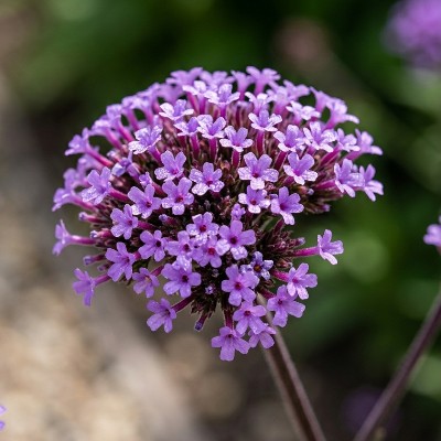 (Ijzerhard) Verbena bonariensis 'Lollipop'