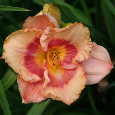 (Daglelie) Hemerocallis Wild Mustang