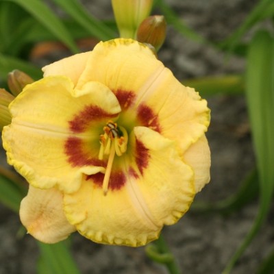 (Daglelie) Hemerocallis Custard Candy