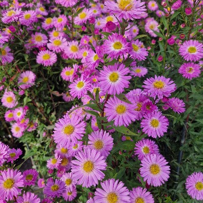 (Aster) Aster Sarah Ballard