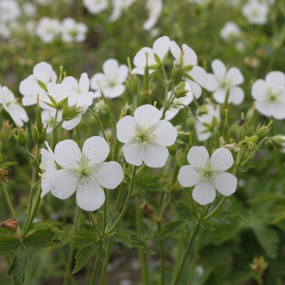 (Ooievaarsbek) Geranium maculatum 'Album'