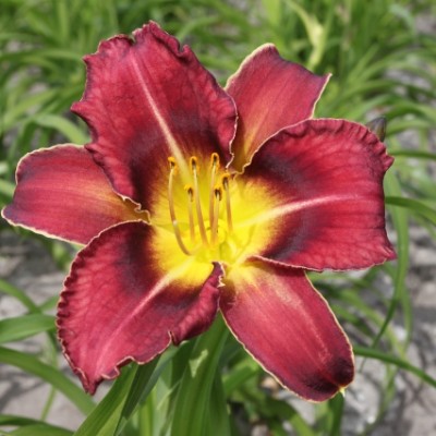 (Daglelie) Hemerocallis Royal Thornbird
