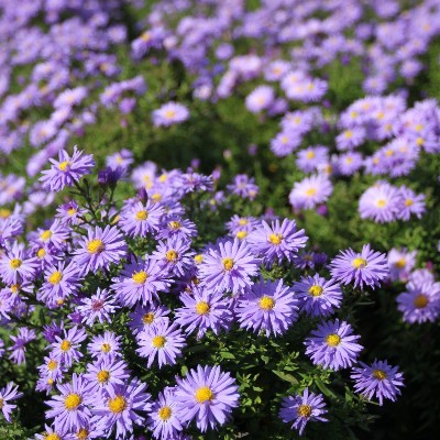 (Aster) Aster Lady in Blue