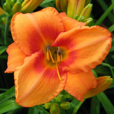 (Daglelie) Hemerocallis Leebea Orange Crush