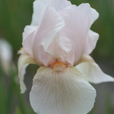 (Lis) Iris Germanica Constant Wattez