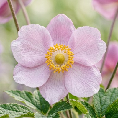 (Anemoon) Anemone tomentosa 'Robustissima'