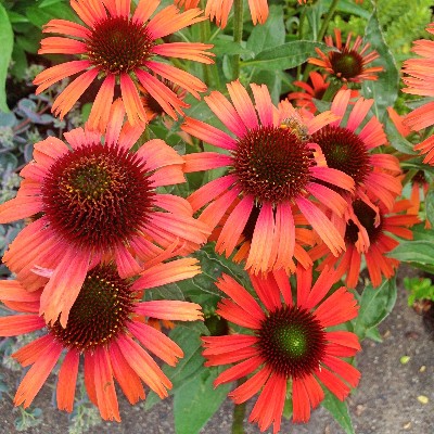 (Zonnehoed) Echinacea Purpurea 'Prairie Blaze Orange Sunset'