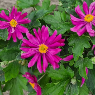 (Anemoon) Anemone hupehensis Prinz Heinrich'