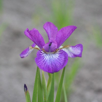(Lis) Iris Sibirica Sparkling Rose