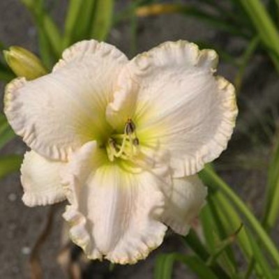 (Daglelie) Hemerocallis The Bride